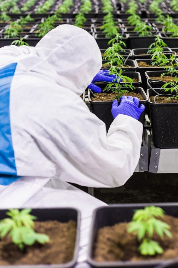 Wann dürfen Anbauvereinigungen gemeinschaftlich Cannabis anbauen?